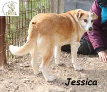 JESSICA, Hund, Mischlingshund in Bosnien und Herzegowina - Bild 2