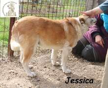 JESSICA, Hund, Mischlingshund in Bosnien und Herzegowina - Bild 3