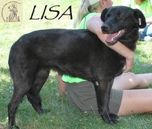 LISA, Hund, Mischlingshund in Bosnien und Herzegowina - Bild 1