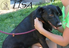 LISA, Hund, Mischlingshund in Bosnien und Herzegowina - Bild 2