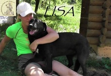 LISA, Hund, Mischlingshund in Bosnien und Herzegowina - Bild 3