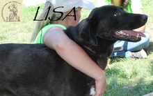 LISA, Hund, Mischlingshund in Bosnien und Herzegowina - Bild 4