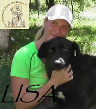 LISA, Hund, Mischlingshund in Bosnien und Herzegowina - Bild 5
