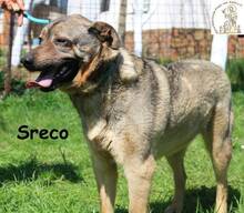 LUCKY, Hund, Mischlingshund in Bosnien und Herzegowina - Bild 1