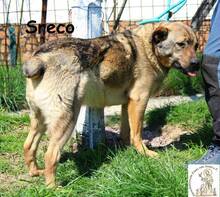 LUCKY, Hund, Mischlingshund in Bosnien und Herzegowina - Bild 2