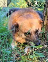 MEDA, Hund, Mischlingshund in Bosnien und Herzegowina - Bild 1