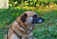 MEDA, Hund, Mischlingshund in Bosnien und Herzegowina - Bild 2