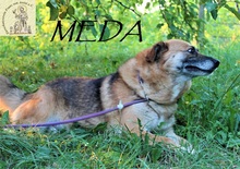 MEDA, Hund, Mischlingshund in Bosnien und Herzegowina - Bild 3