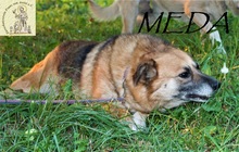 MEDA, Hund, Mischlingshund in Bosnien und Herzegowina - Bild 4