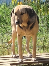 NITA, Hund, Mischlingshund in Griechenland - Bild 1