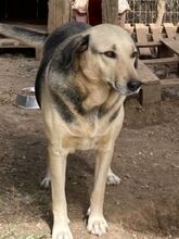 NITA, Hund, Mischlingshund in Griechenland - Bild 10