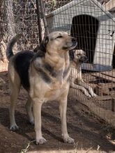 NITA, Hund, Mischlingshund in Griechenland - Bild 11