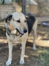 NITA, Hund, Mischlingshund in Griechenland - Bild 12