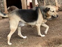 NITA, Hund, Mischlingshund in Griechenland - Bild 13