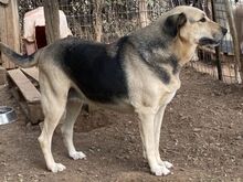 NITA, Hund, Mischlingshund in Griechenland - Bild 15