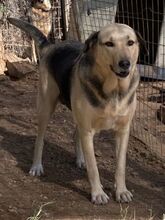 NITA, Hund, Mischlingshund in Griechenland - Bild 17