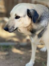 NITA, Hund, Mischlingshund in Griechenland - Bild 18