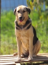 NITA, Hund, Mischlingshund in Griechenland - Bild 2