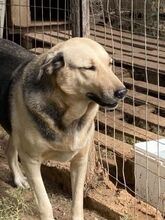 NITA, Hund, Mischlingshund in Griechenland - Bild 20