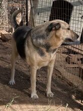 NITA, Hund, Mischlingshund in Griechenland - Bild 21