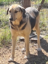 NITA, Hund, Mischlingshund in Griechenland - Bild 3