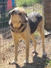 NITA, Hund, Mischlingshund in Griechenland - Bild 4