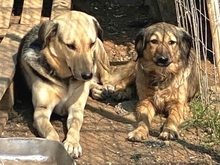 NITA, Hund, Mischlingshund in Griechenland - Bild 6