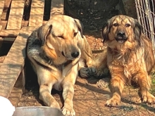 NITA, Hund, Mischlingshund in Griechenland - Bild 8