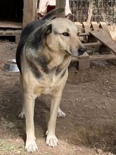 NITA, Hund, Mischlingshund in Griechenland - Bild 9