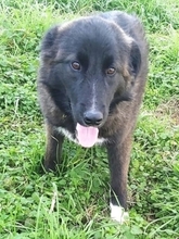 SOFIANA, Hund, Mischlingshund in Gera - Bild 1