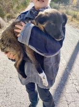 SOFIANA, Hund, Mischlingshund in Gera - Bild 12