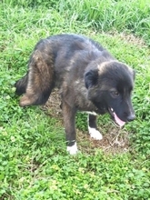 SOFIANA, Hund, Mischlingshund in Gera - Bild 3