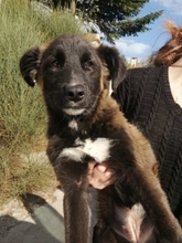 SOFIANA, Hund, Mischlingshund in Gera - Bild 5
