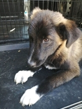 SOFIANA, Hund, Mischlingshund in Gera - Bild 8