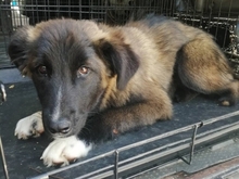 SOFIANA, Hund, Mischlingshund in Gera - Bild 9