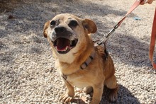 GIZMO, Hund, Mischlingshund in Spanien - Bild 1