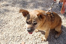 GIZMO, Hund, Mischlingshund in Spanien - Bild 2
