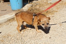 GIZMO, Hund, Mischlingshund in Spanien - Bild 3