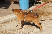 GIZMO, Hund, Mischlingshund in Spanien - Bild 4