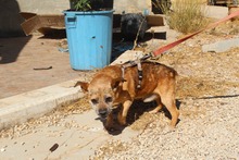 GIZMO, Hund, Mischlingshund in Spanien - Bild 5