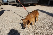 GIZMO, Hund, Mischlingshund in Spanien - Bild 6