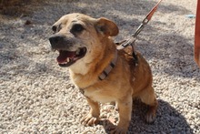 GIZMO, Hund, Mischlingshund in Spanien - Bild 7