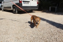 GIZMO, Hund, Mischlingshund in Spanien - Bild 8