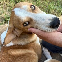 MO, Hund, Mischlingshund in Griechenland - Bild 1