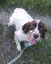 PUKI, Hund, English Setter-Mix in Nordmazedonien - Bild 6