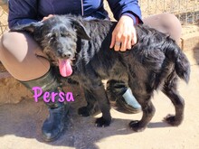 PERSA, Hund, Schnauzer-Mix in Spanien - Bild 1