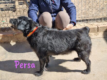 PERSA, Hund, Schnauzer-Mix in Spanien - Bild 2