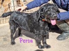 PERSA, Hund, Schnauzer-Mix in Spanien - Bild 3