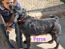 PERSA, Hund, Schnauzer-Mix in Spanien - Bild 4