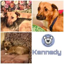 KENNEDY, Hund, Mischlingshund in Berlin - Bild 1